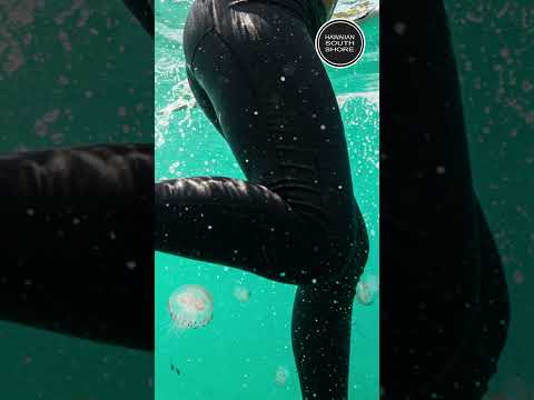 HawaiianSouthShore Unisex Surf Lycra Leggings (XSmall-XLarge)