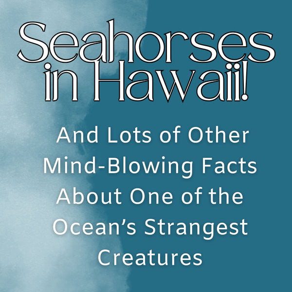 Seahorses in Hawaii! And Lots of Other Mind-Blowing Facts About One of the Ocean’s Strangest Creatures