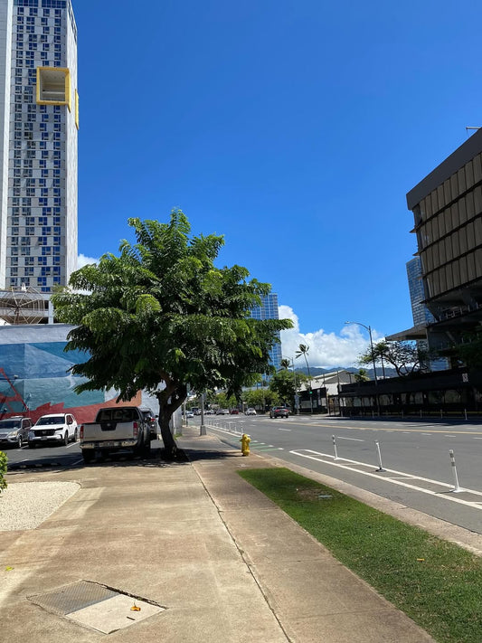 今日はFirewireからニューモデルも届いた〜　波も良いしサーフィン日和ですよ