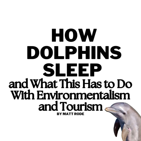 How Dolphins Sleep and What This Has to Do With Environmentalism and Tourism
