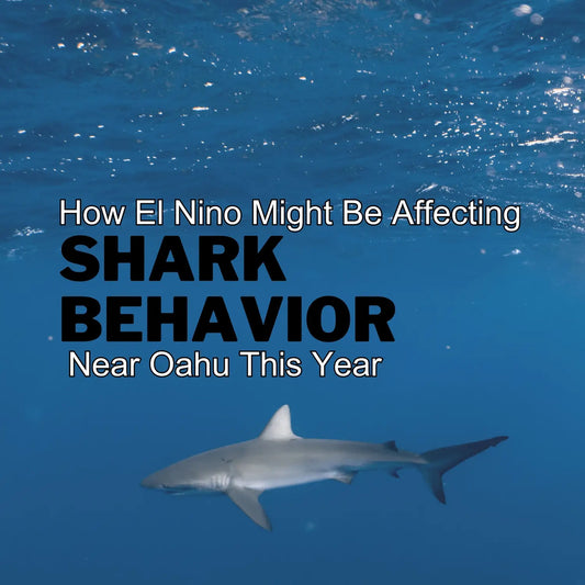 How El Nino Might Be Affecting Shark Behavior Near Oahu This Year - Hawaiian South Shore