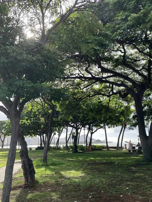 曇ってはいるけど天気予報ハズレて良かった