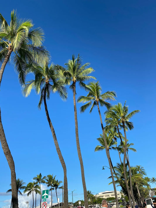 ハワイのパームツリー　いろいろ