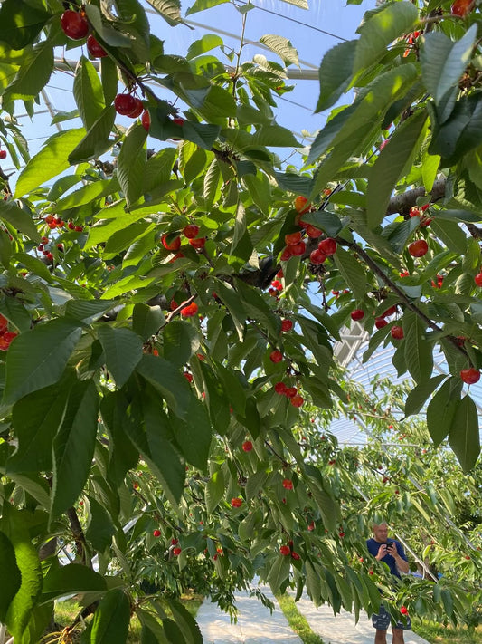 🍒山形さくらんぼ　食べ放題の旅🍒 🙆♀️ - Hawaiian South Shore