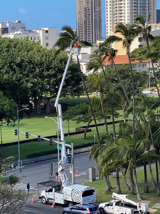 🌴 ハワイの風物詩｜今年もパームツリー剪定の季節 🌴 - Hawaiian South Shore