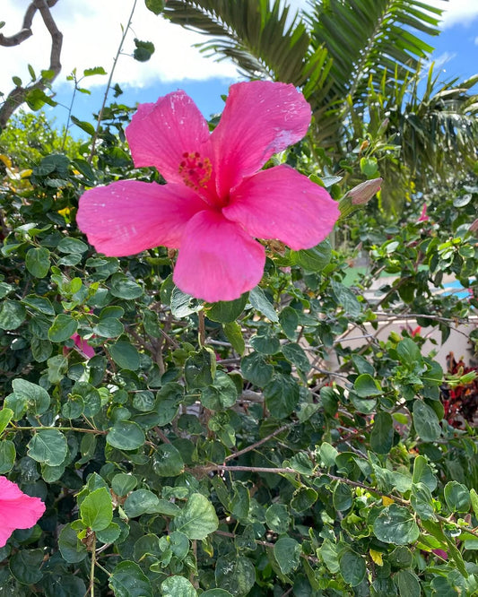 🌺日本から桜情報　ハワイももうすぐお花のシーズン🌺 🌸 - Hawaiian South Shore