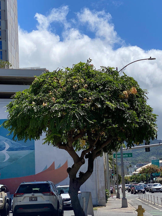 🌴今日はハワイ土曜日　めちゃくちゃ晴れ　暑いハワイです🌴 - Hawaiian South Shore