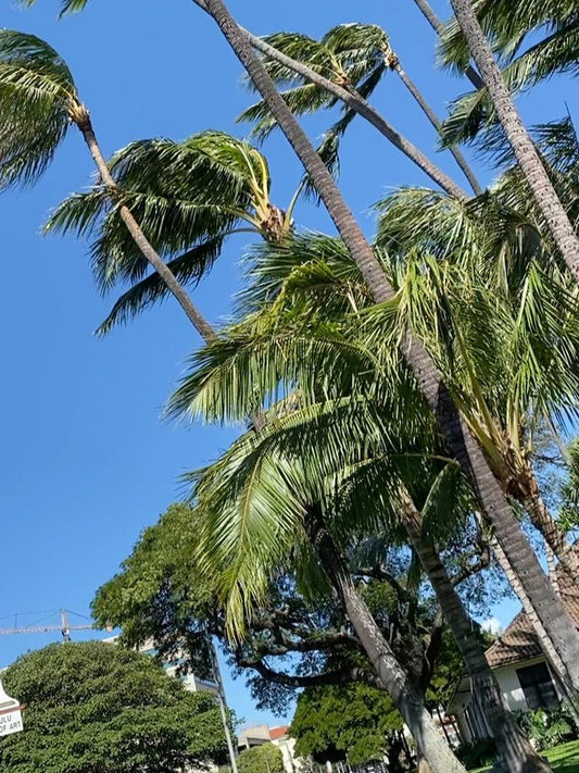 🌪️晴れた　が　風が強いわハワイ🌪️ - Hawaiian South Shore