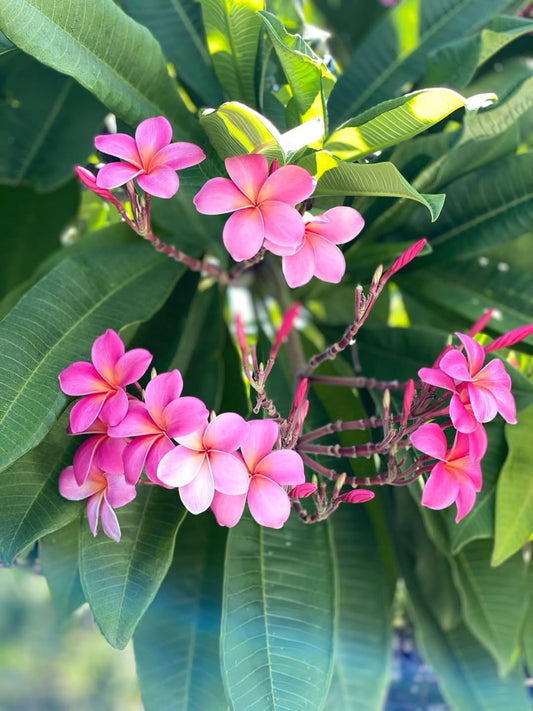 💐春が来てます　ハワイもお花の季節です💐 - Hawaiian South Shore