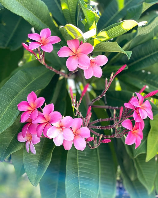 💐ハワイはお花が綺麗なシーズンになりました💐 🌺 - Hawaiian South Shore
