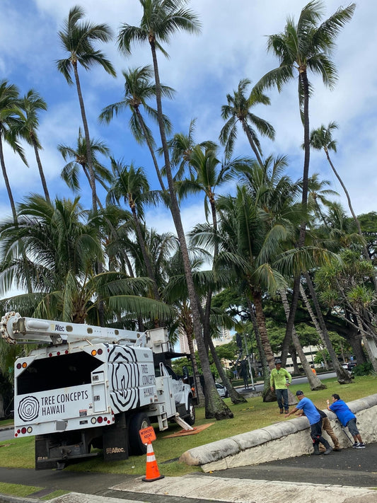 🌀ハワイに近づくハリケーン　これから風強くなるからパームツリーをカットしてる🌀 - Hawaiian South Shore