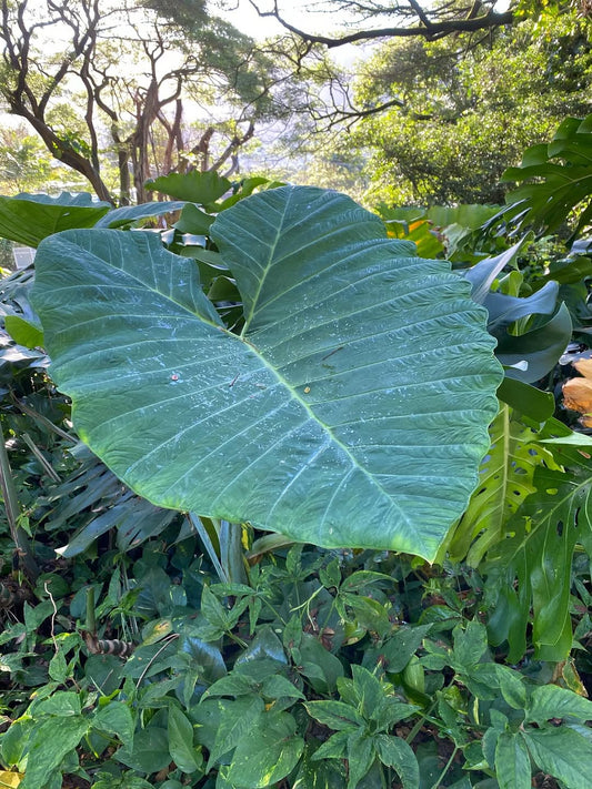 ハワイのお花　ハイビスカス　ブルメリア　いろんなカラーがあります