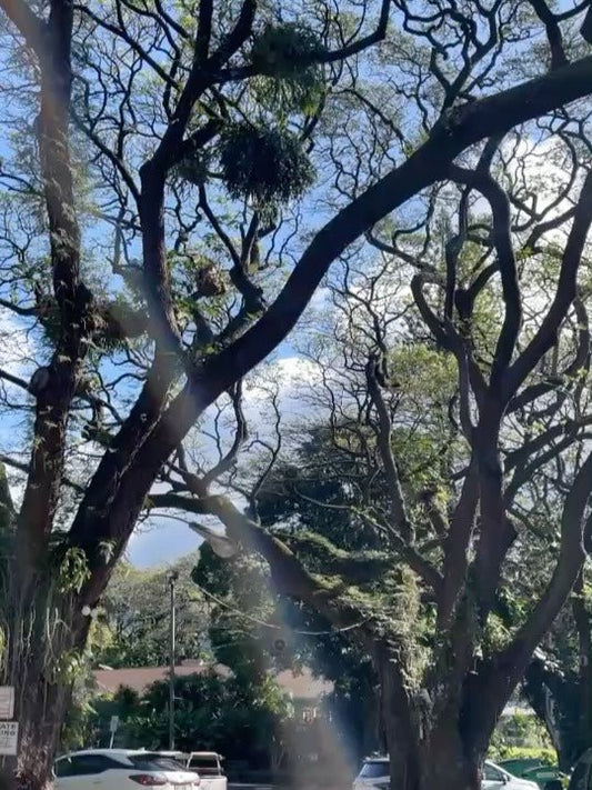 🌳ハワイの人気No1カフェはやっぱりココ　世界中のツーリストがやってくる🌳 - Hawaiian South Shore