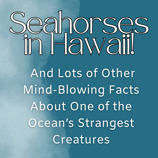 Seahorses in Hawaii! And Lots of Other Mind-Blowing Facts About One of the Ocean’s Strangest Creatures - Hawaiian South Shore
