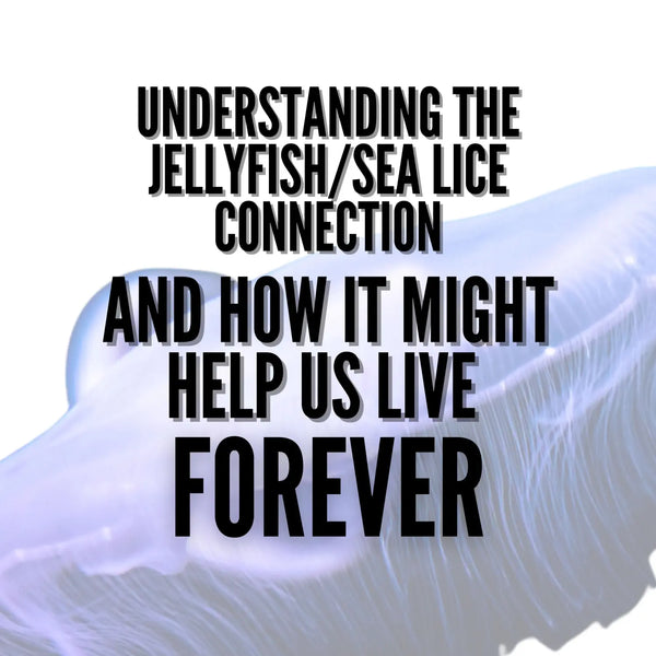 Understanding the Jellyfish/Sea Lice Connection and How It Might Help Us Live Forever
