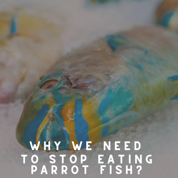 Why We Need to Stop Eating Parrot Fish?