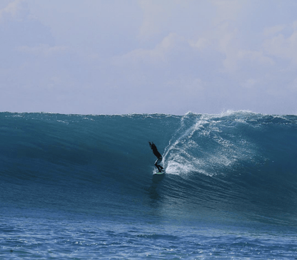 Fish 101 (Grom, S) - Apex (For Online Purchase Only) - Must - Have for Surfers